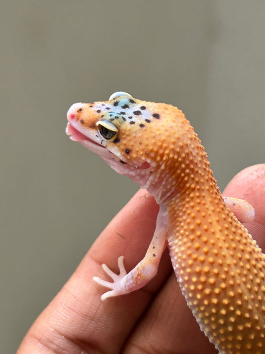 Gecko leopardo Tangerine eclipse