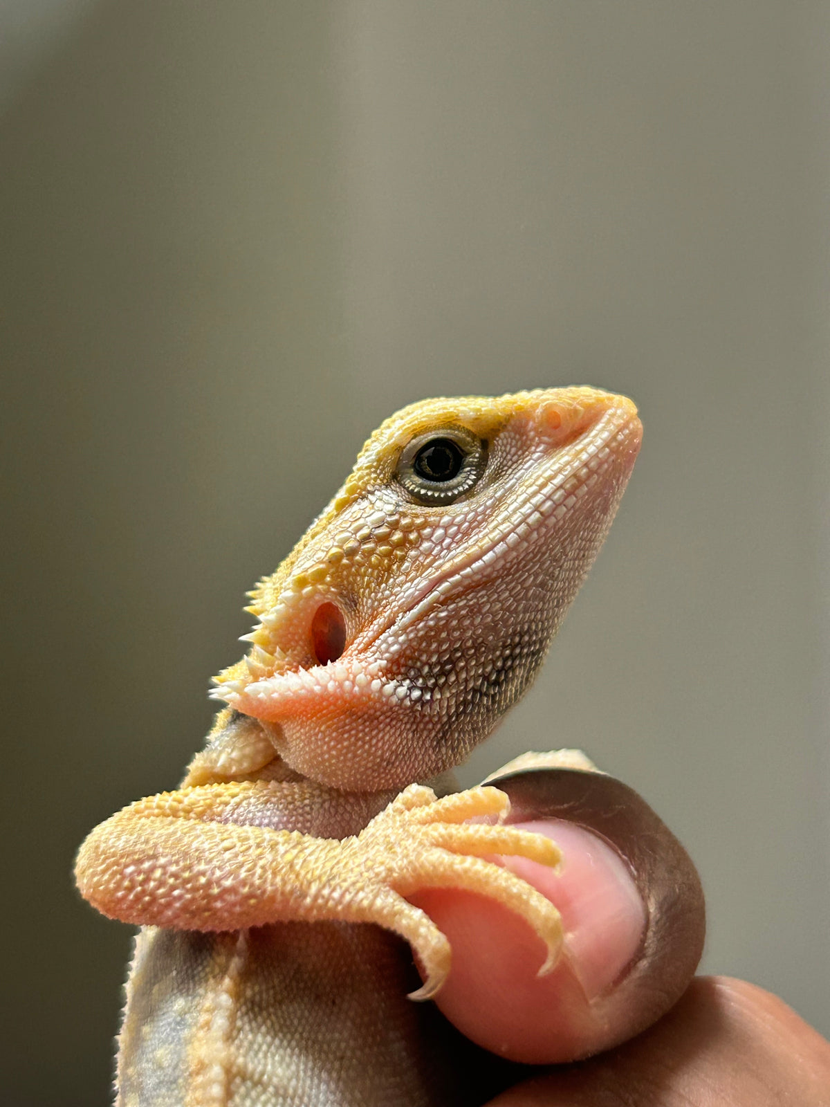 Pogona Orange hypo trans macho (Detalle en pata)