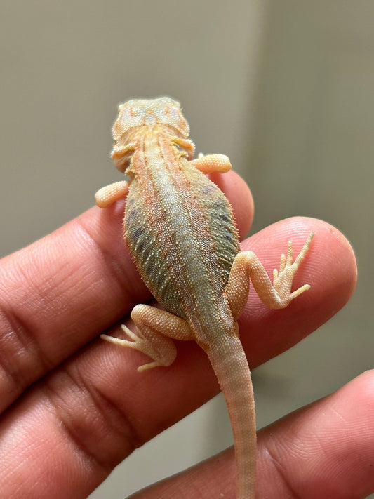 Pogona Hypo trans leatherback macho