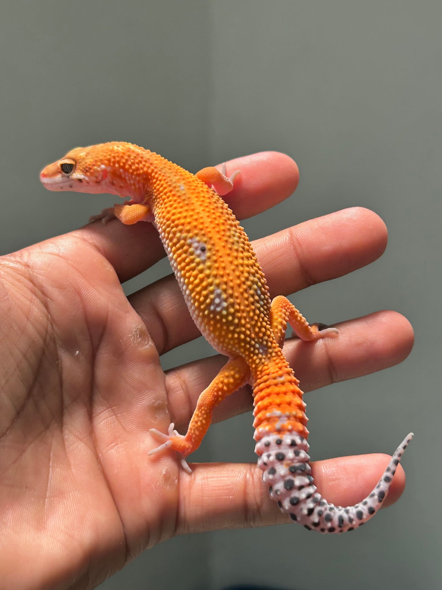 Gecko leopardo blood inferno macho