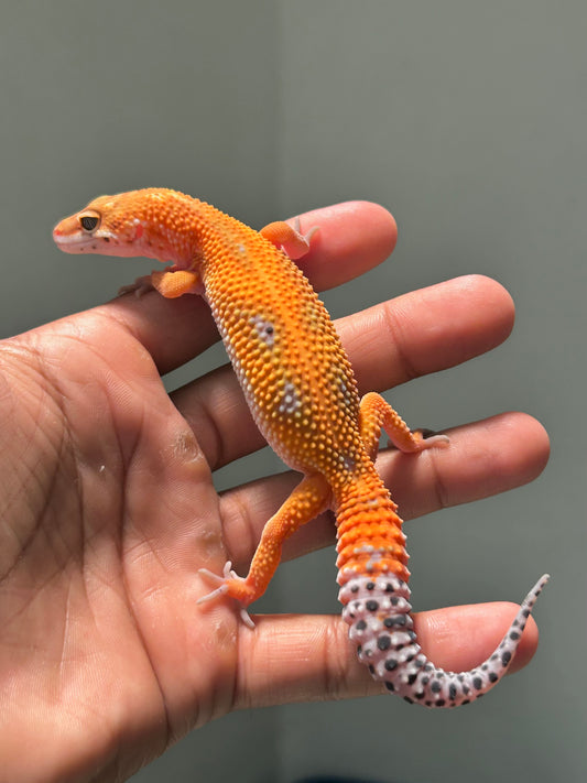 Gecko leopardo blood inferno macho