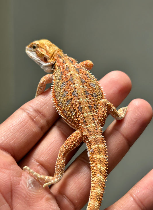 Pogona Orange hypo macho