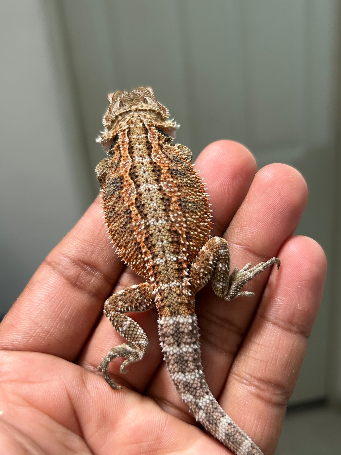 Pogona Nominal het hypo hembra