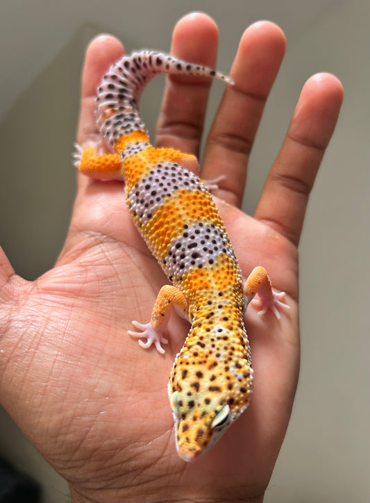 Gecko leopardo Blood inferno macho