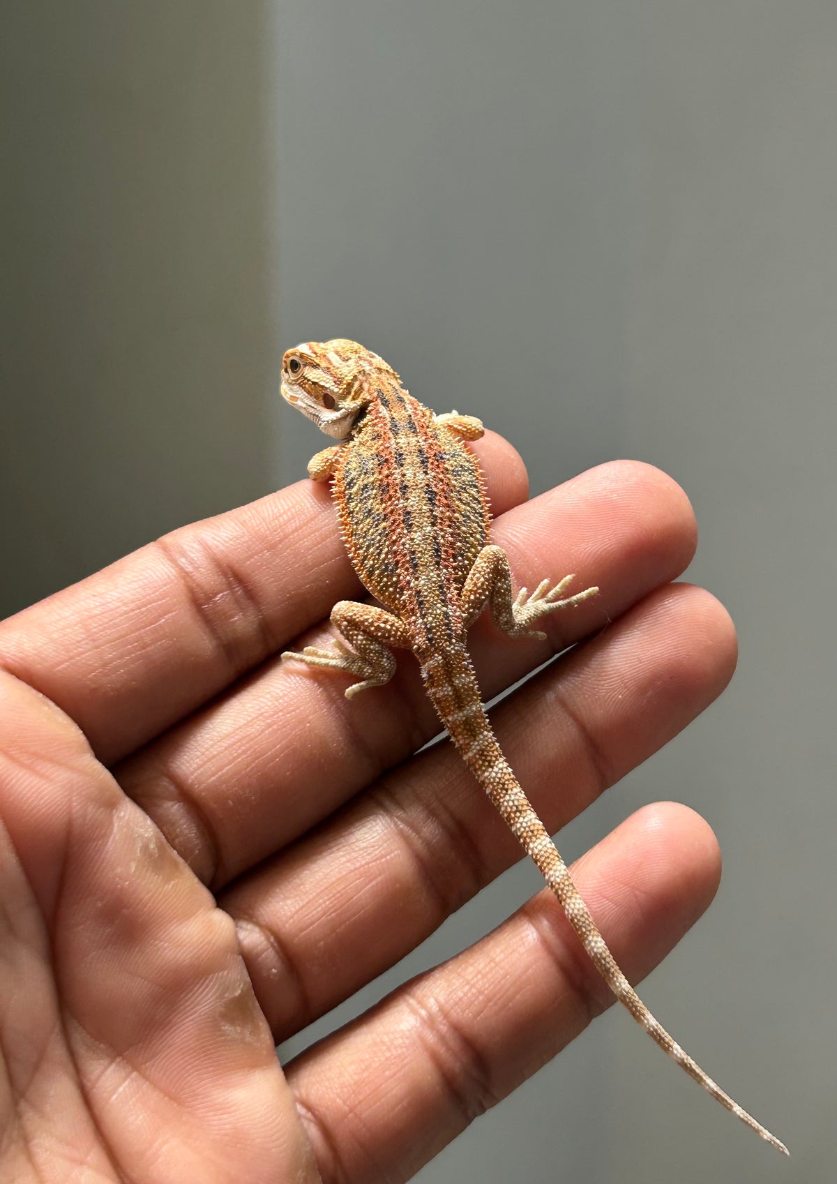 Pogona Orange macho