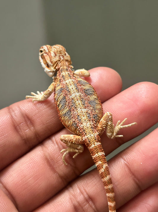 Pogona chamuco hypo het trans hembra