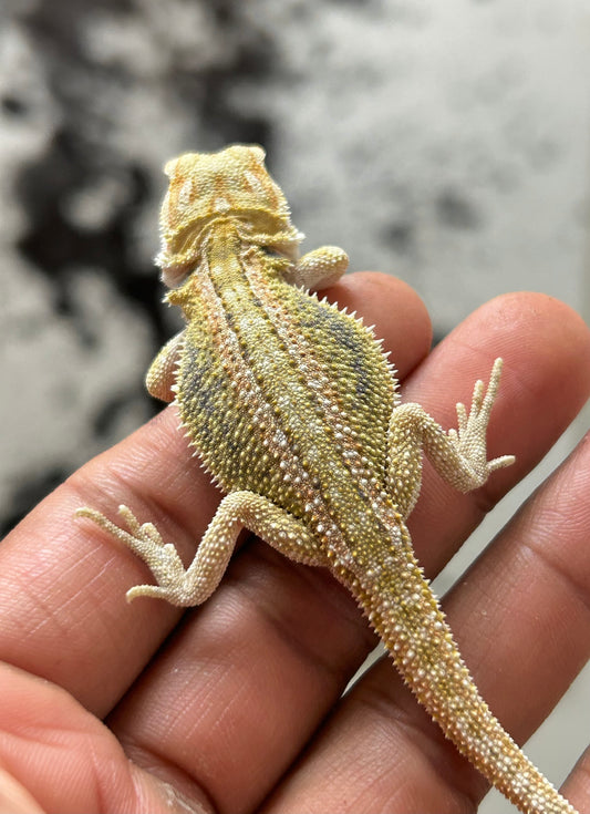 Pogona Citrus hypo dunner hembra