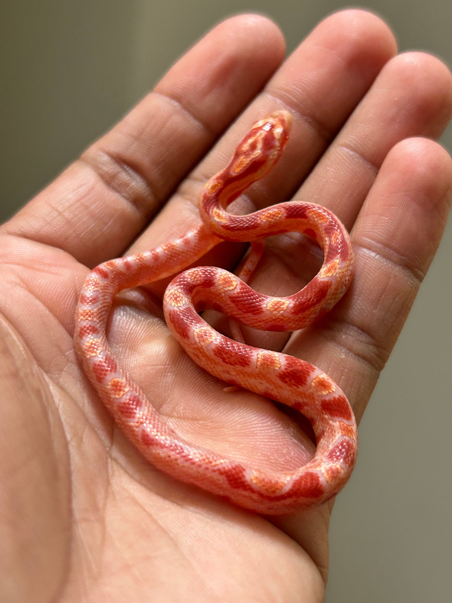 Serpiente maicera albina macho