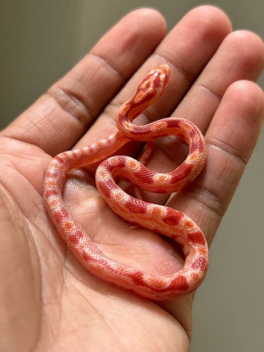 Serpiente maicera albina macho
