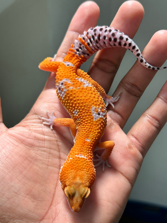 Gecko leopardo Blood inferno macho