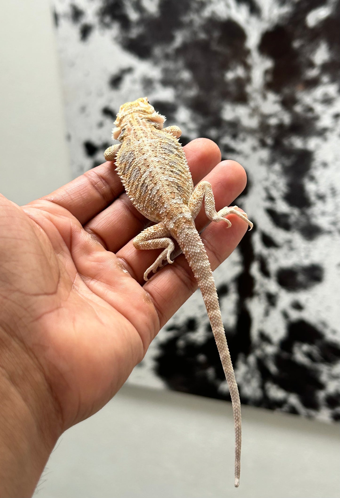 Pogona Hypo het zero hembra (Nip Tail)
