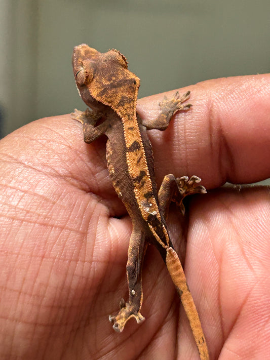 Gecko crestado harlequin