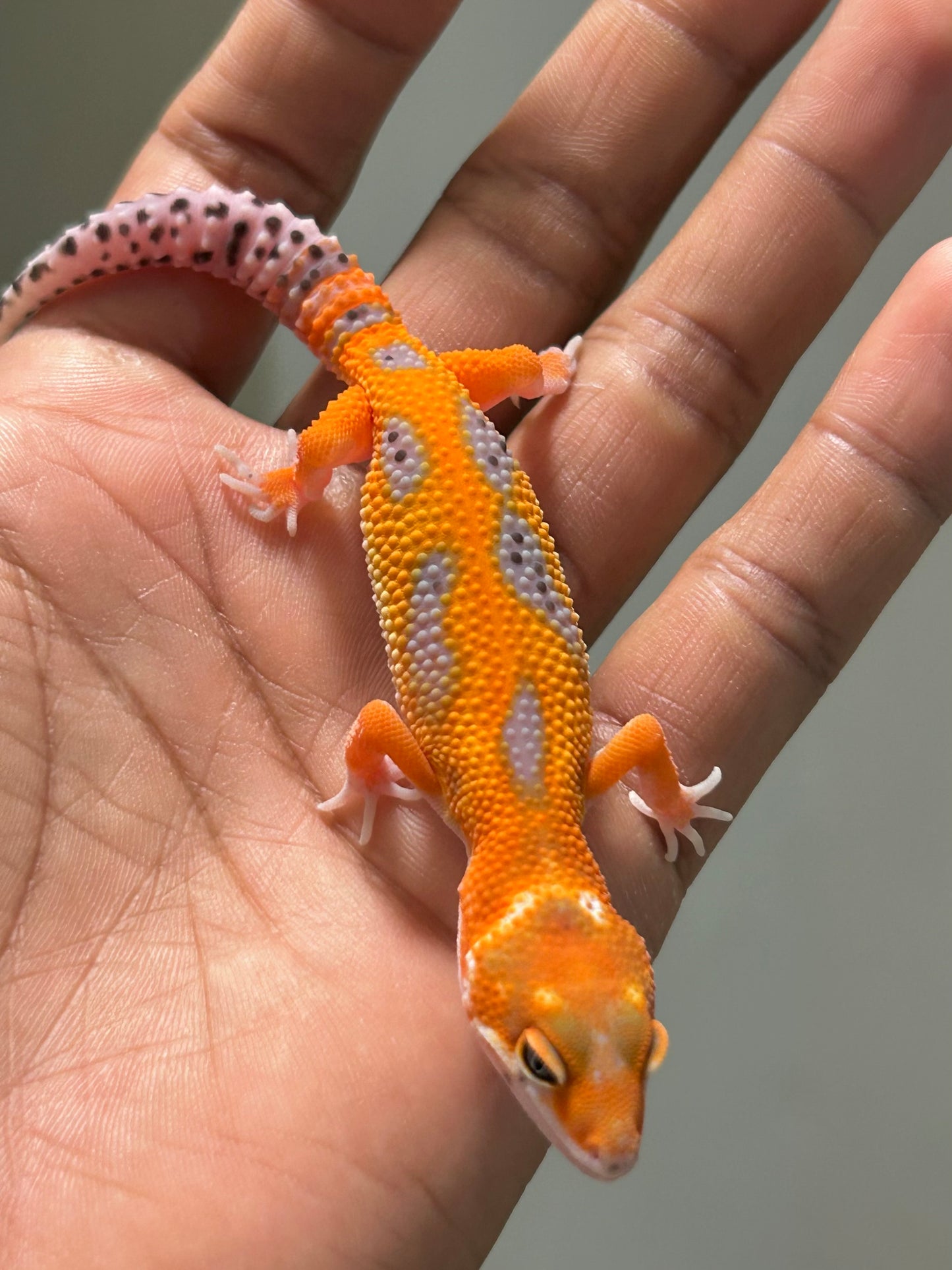 Gecko leopardo blood inferno macho