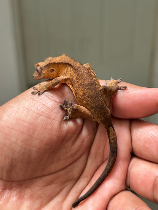 Gecko crestado tiger