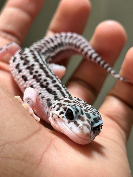 Gecko leopardo Super snow macho