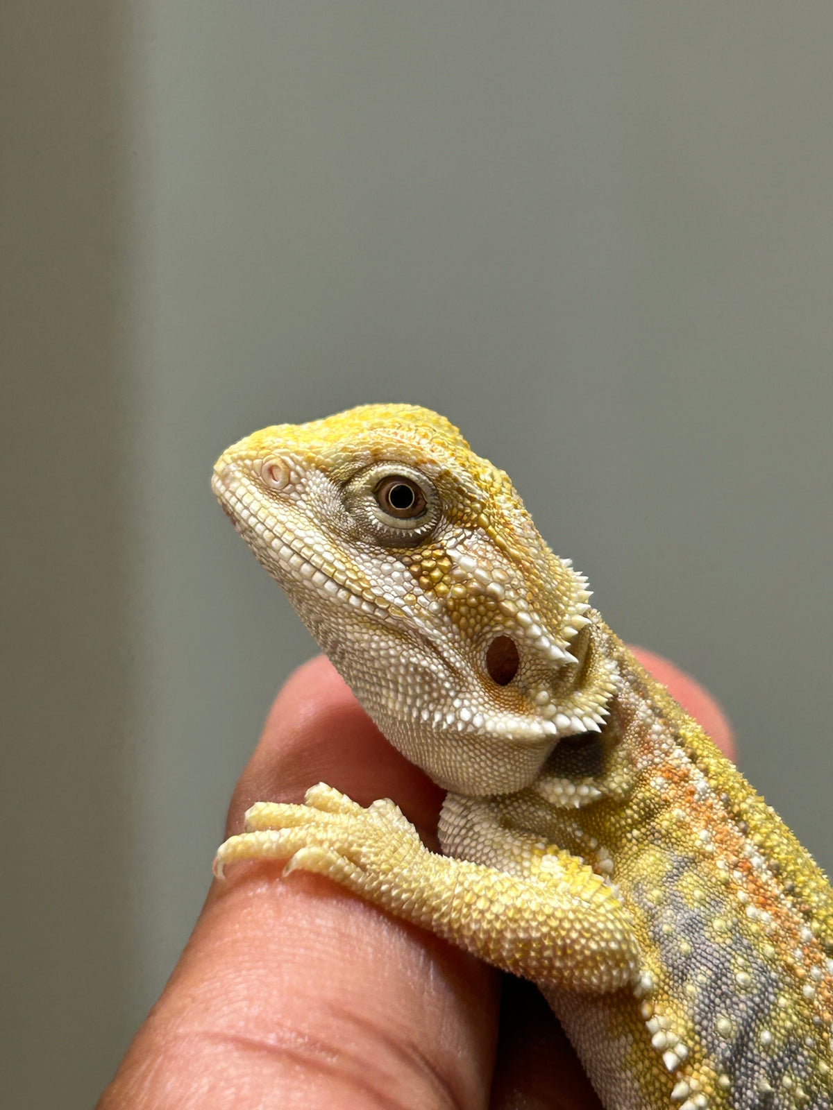 Pogona Citrus hypo leatherback dunner hembra