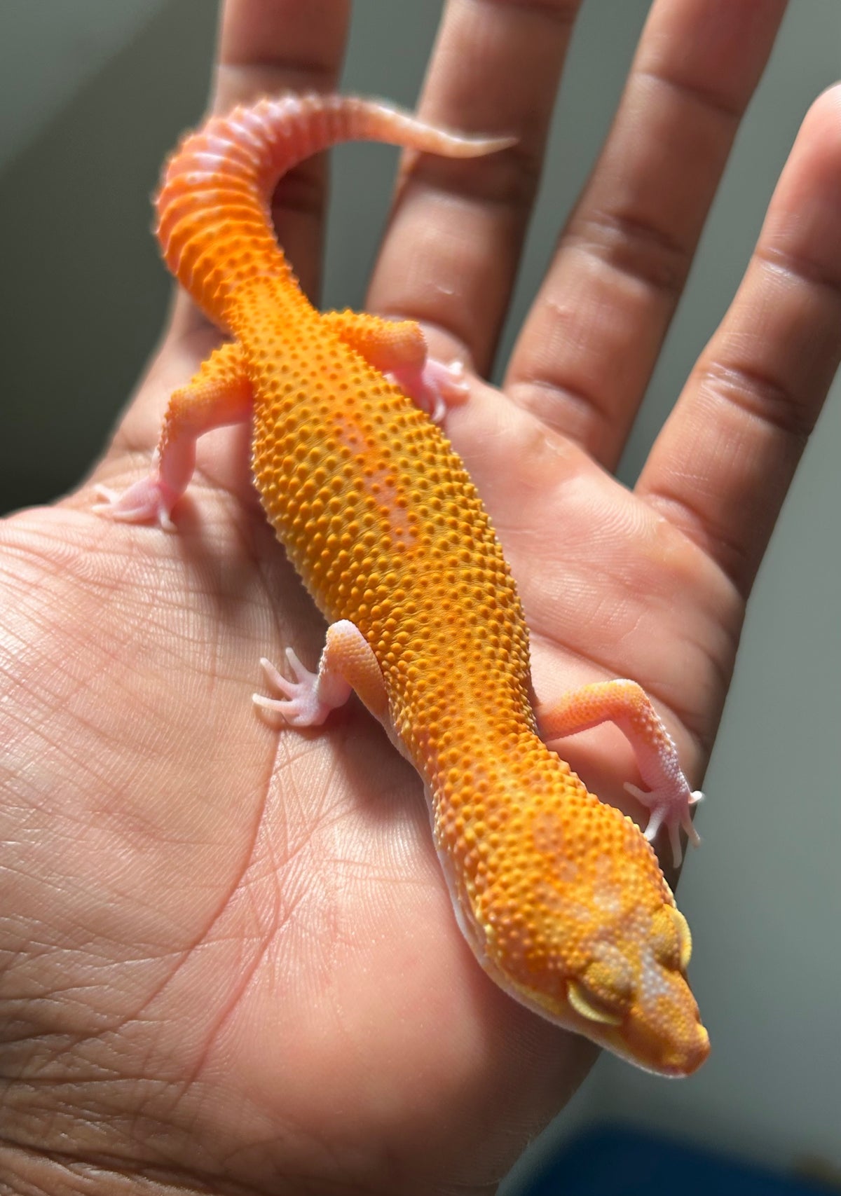 Gecko leopardo Tremper HC hembra