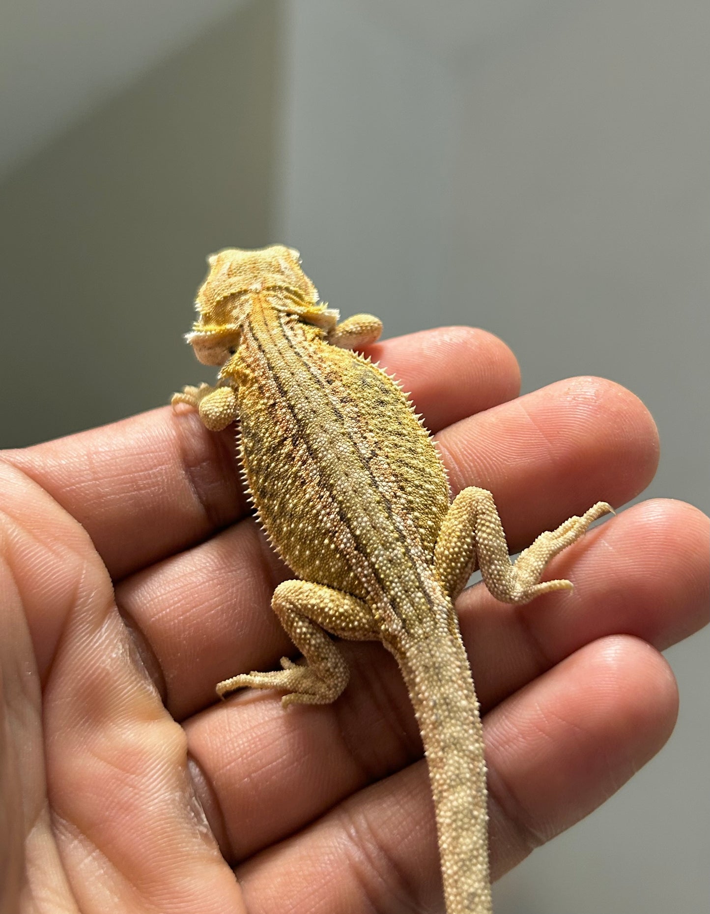 Pogona Citrus hypo dunner hembra