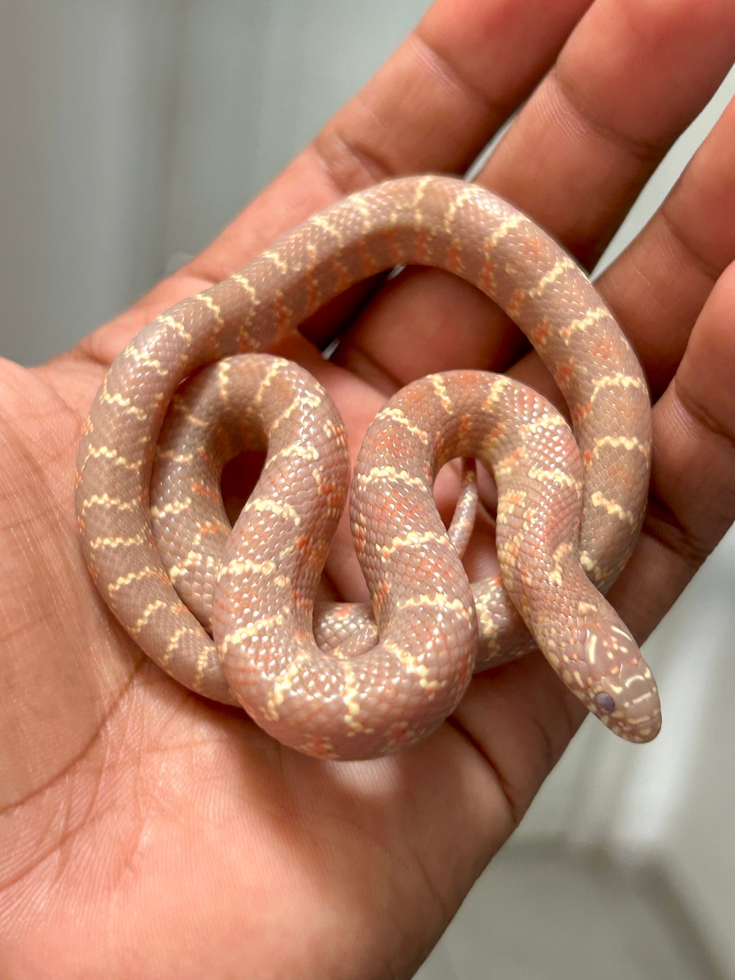 Serpiente Rey de brooks lavender hembra