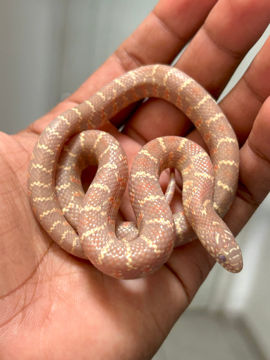 Serpiente Rey de brooks lavender hembra