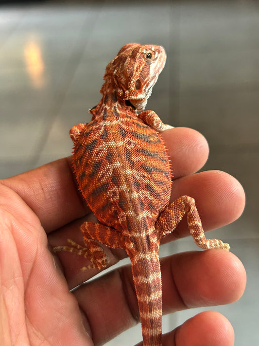 Pogona Chamuco hypo leatherback macho
