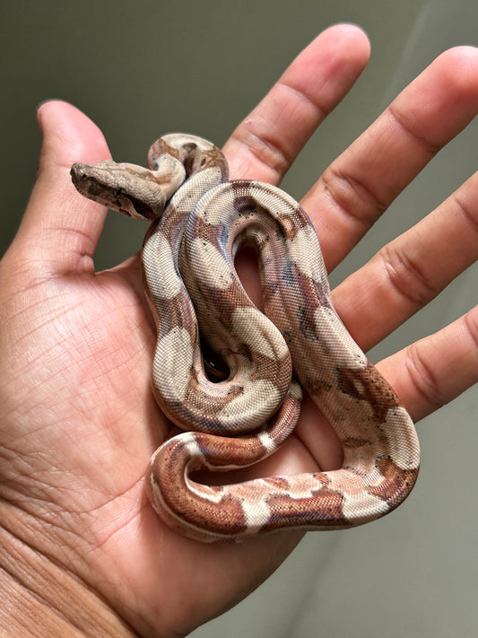 Boa colombiana Hypo macho