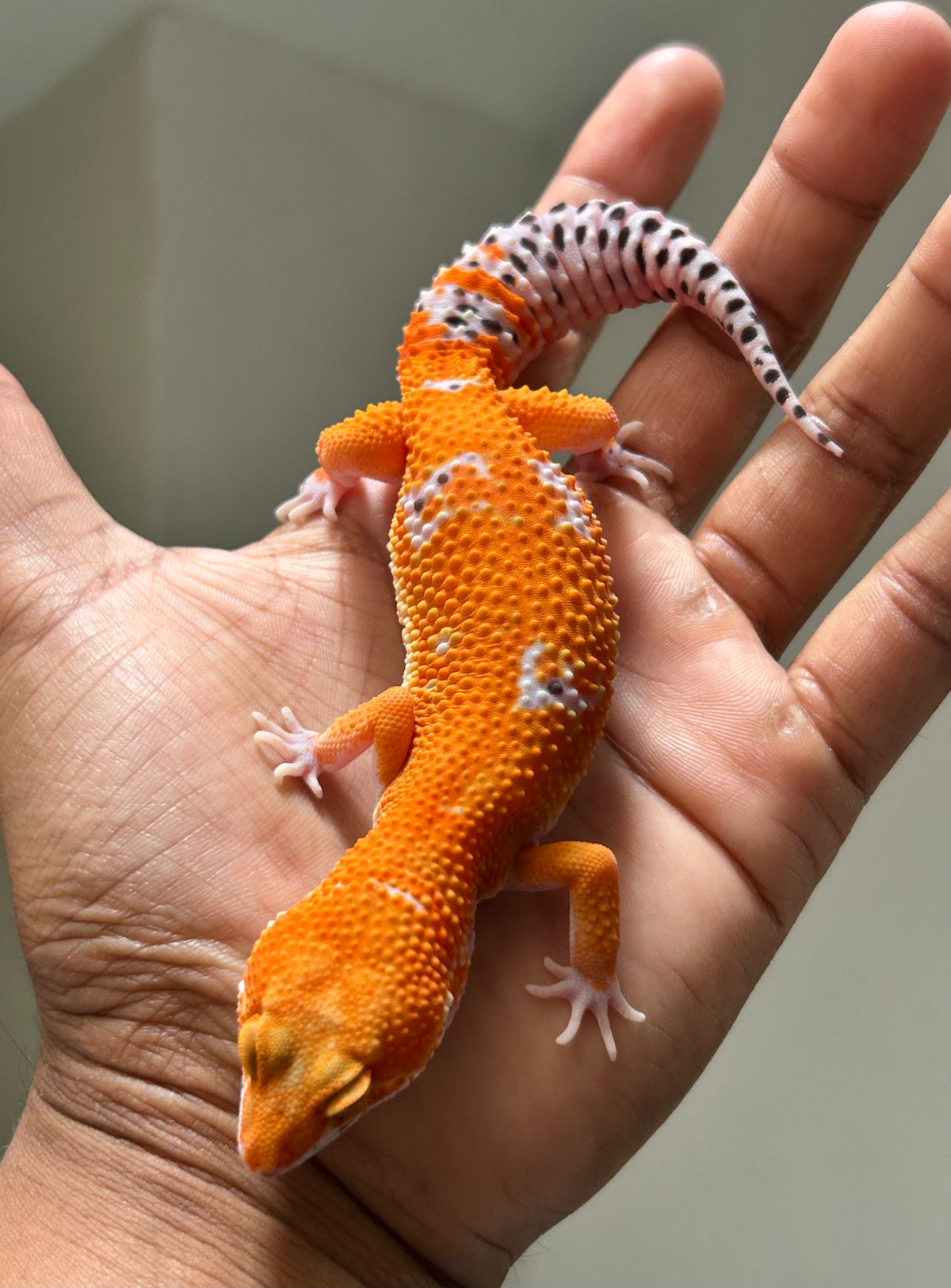 Gecko leopardo Blood inferno macho