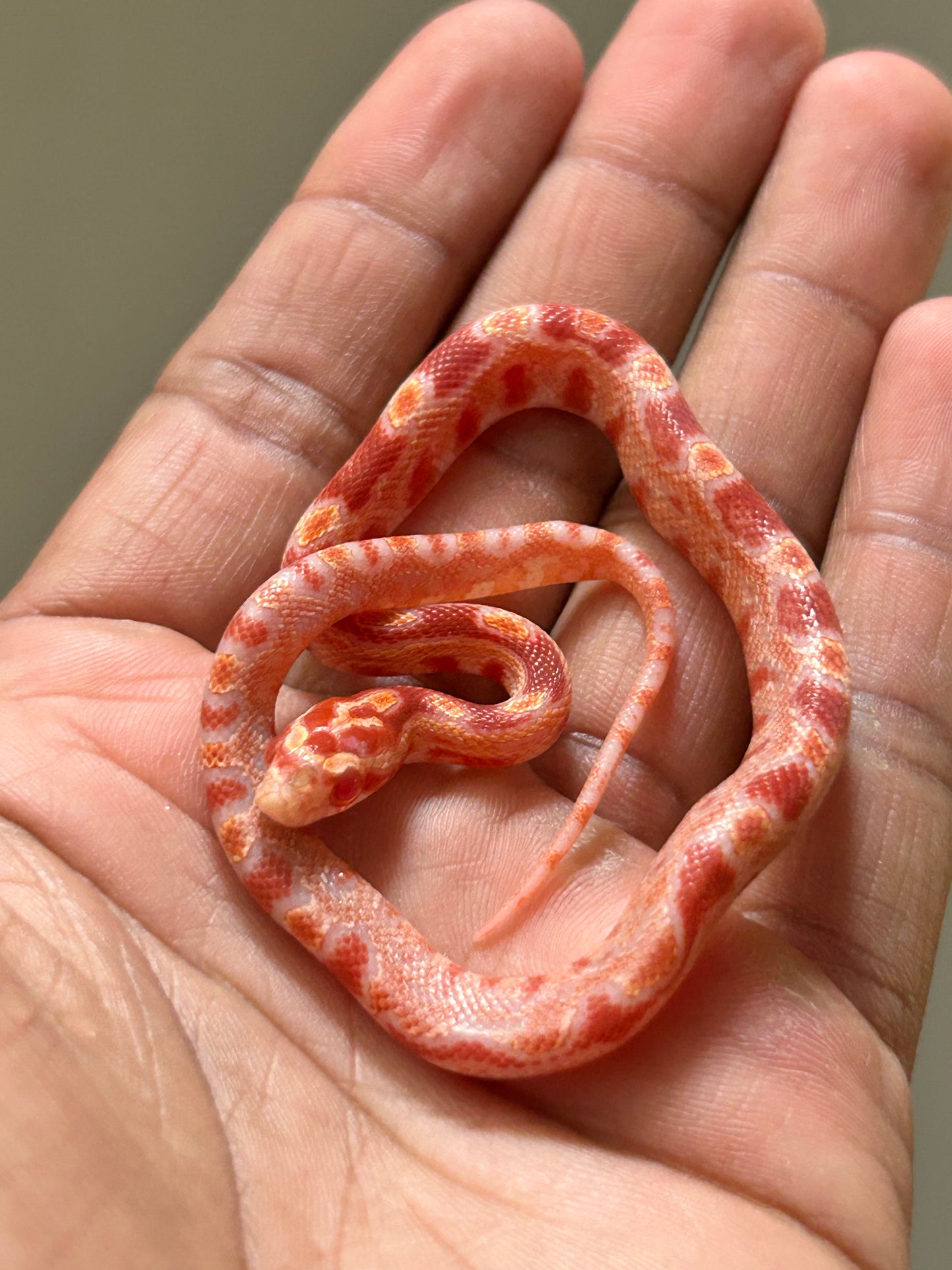 Serpiente maicera albina macho