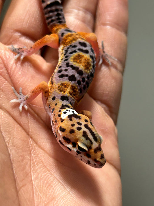 Gecko leopardo Noir dèsir macho