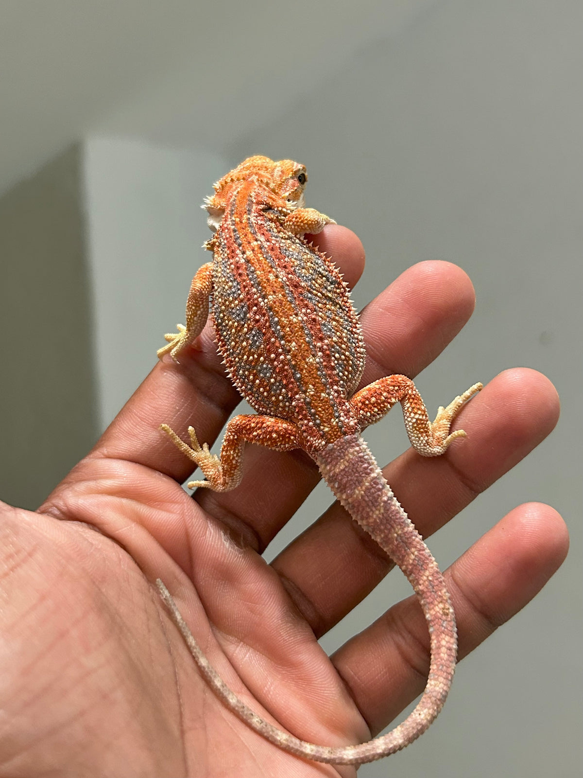 Pogona Orange dunner macho