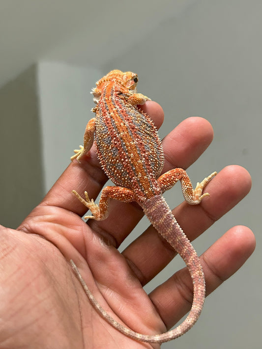 Pogona Orange dunner macho