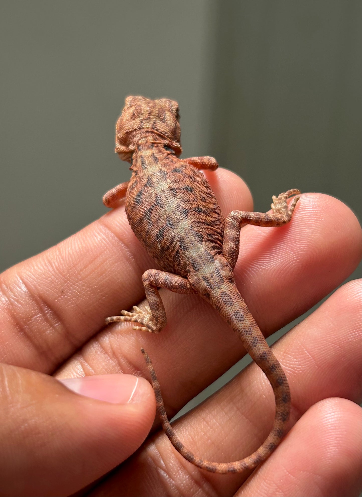 Pogona Red Monster x Chamuco  Trans Leatherback hembra