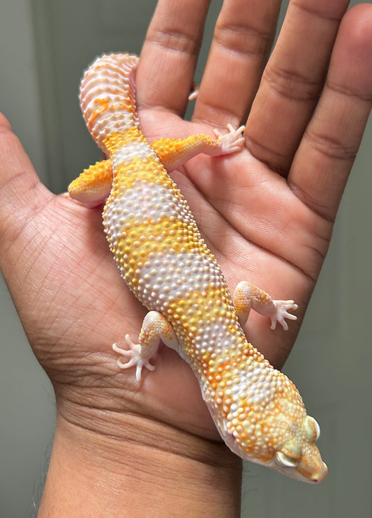 Gecko leopardo tremper het eclipse macho