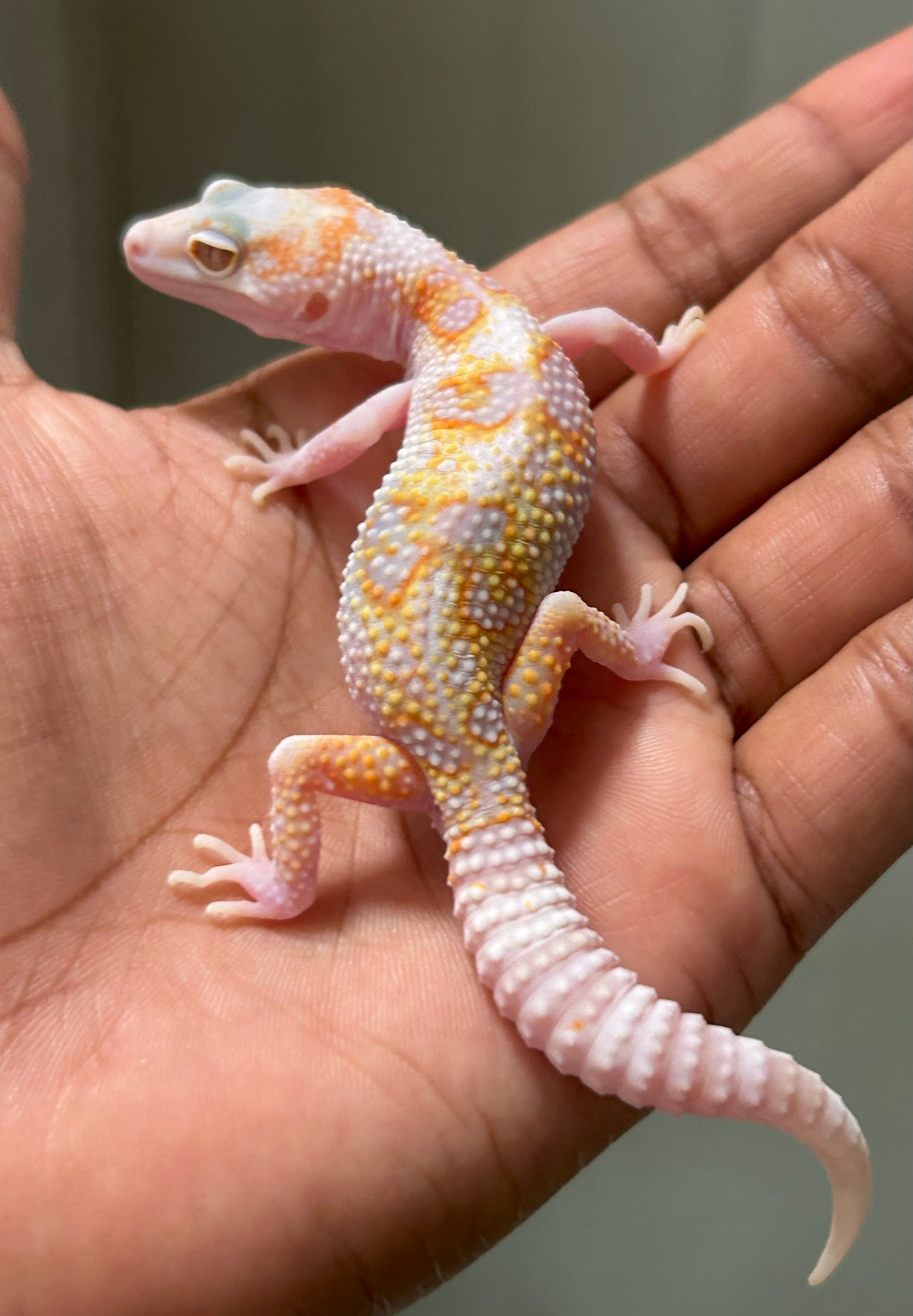 Gecko leopardo W&Y snow tremper het eclipse