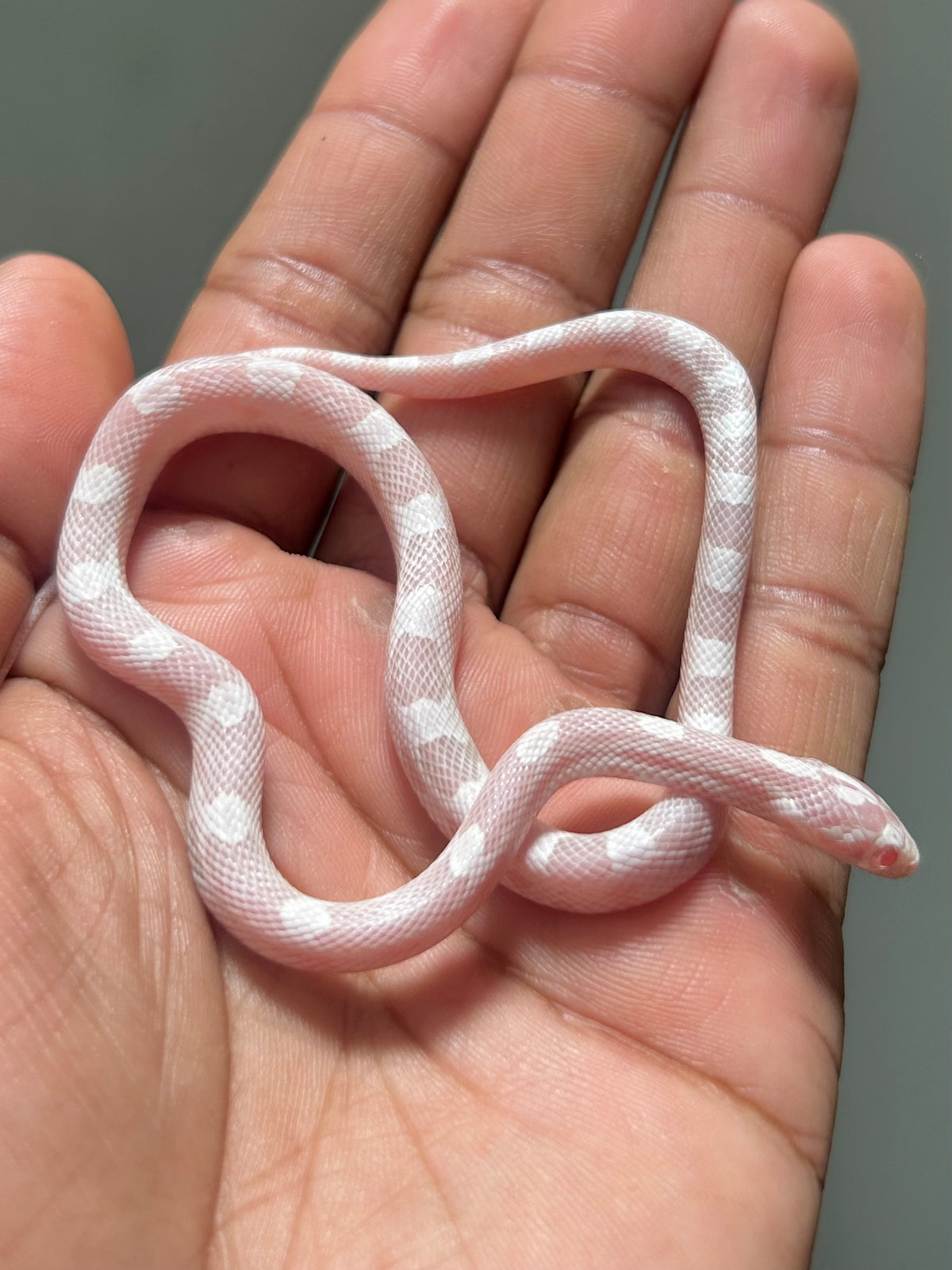 Serpiente maicera snow hembra