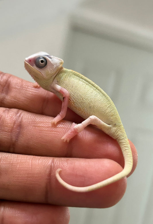 Camaleón de velo high pied macho