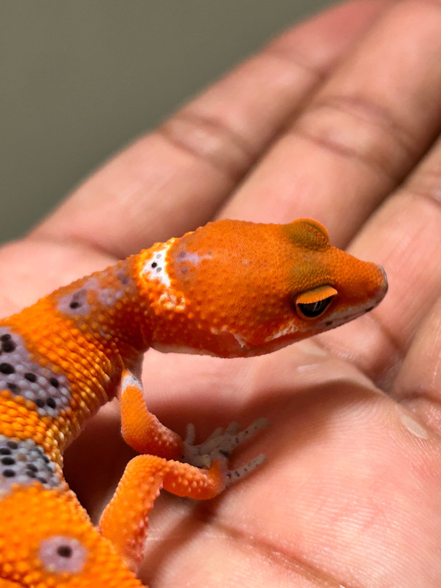 Gecko leopardo Blood inferno macho