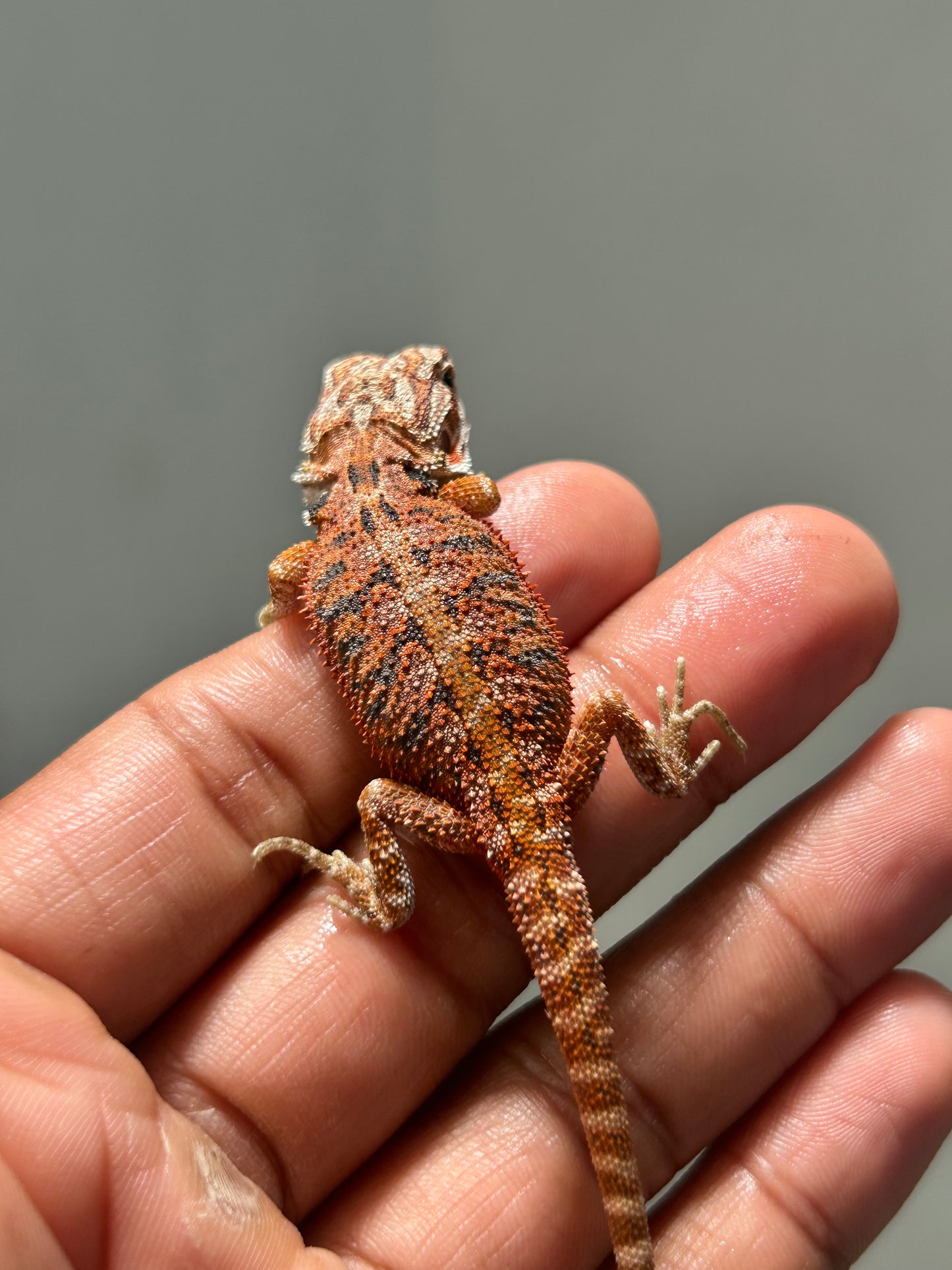 Pogona Red hypo hembra
