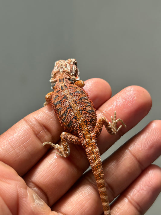Pogona Red hypo hembra