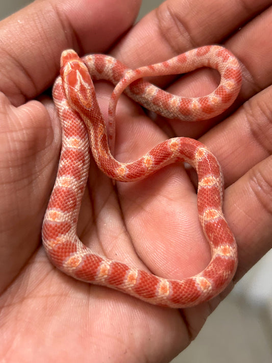 Serpiente maicera albina