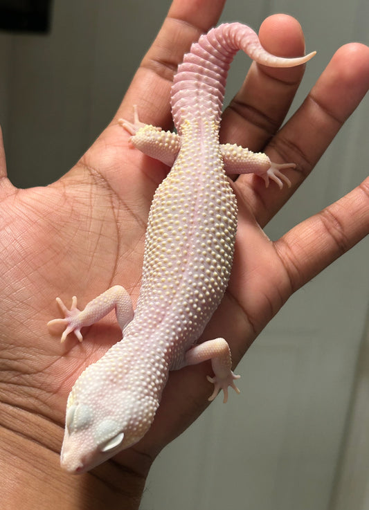 Gecko leopardo diablo blanco macho