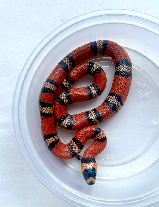 Falsa coral de honduras tangerine macho