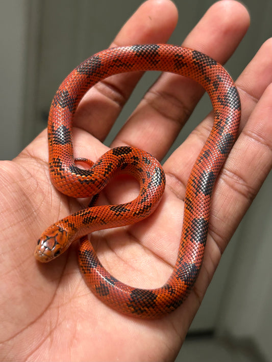 Serpiente blaze goini kingsnake macho
