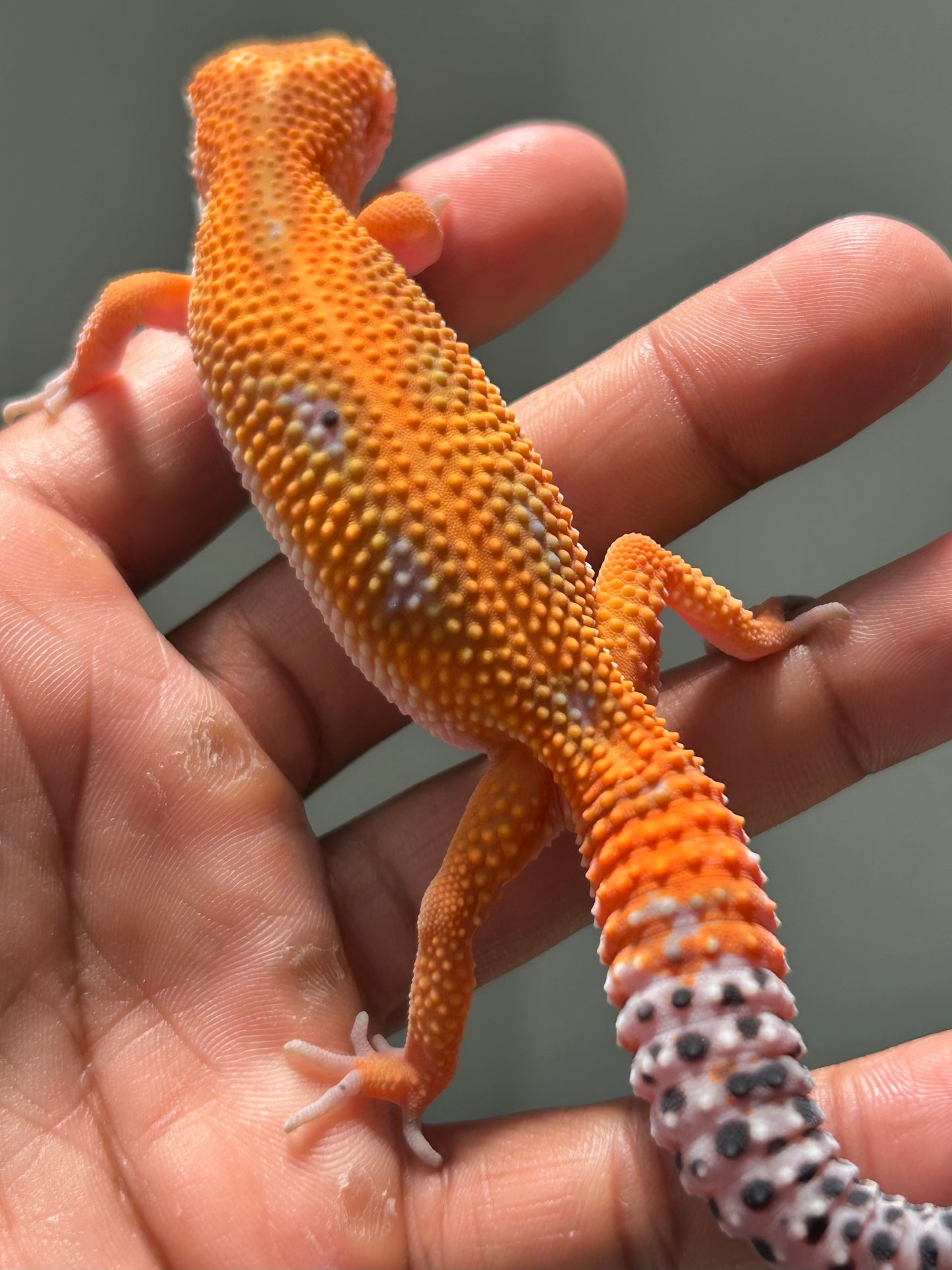 Gecko leopardo blood inferno macho