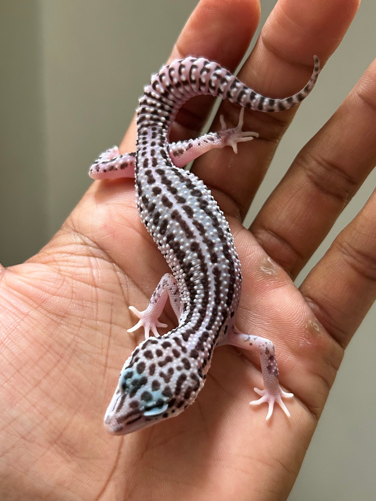 Gecko leopardo Super Snow