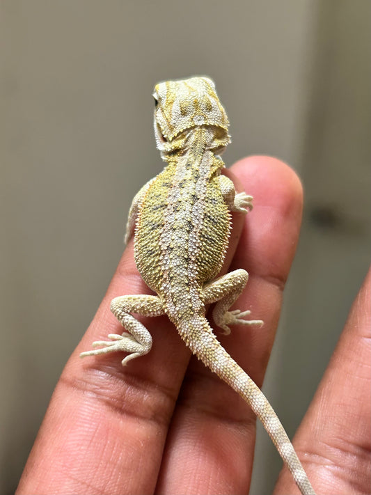 Pogona Citrus hembra