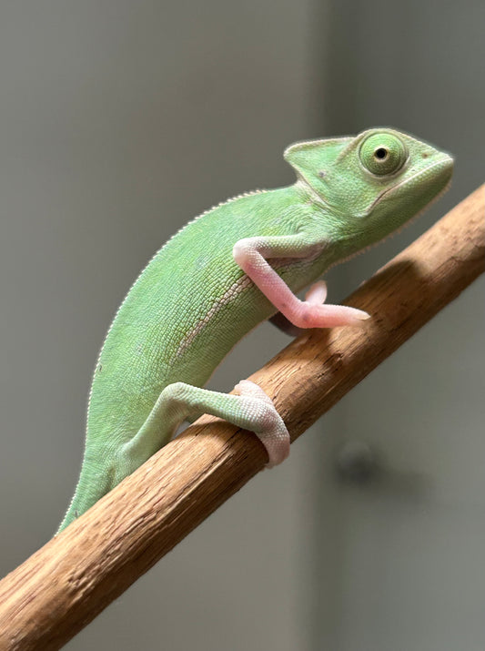 Camaleón de velo high pied hembra cría
