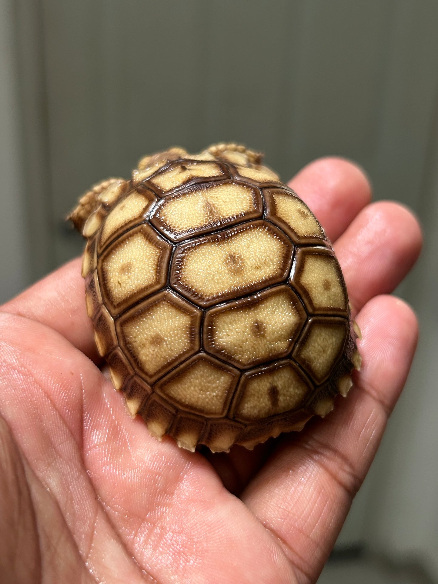 Tortuga sulcata cría