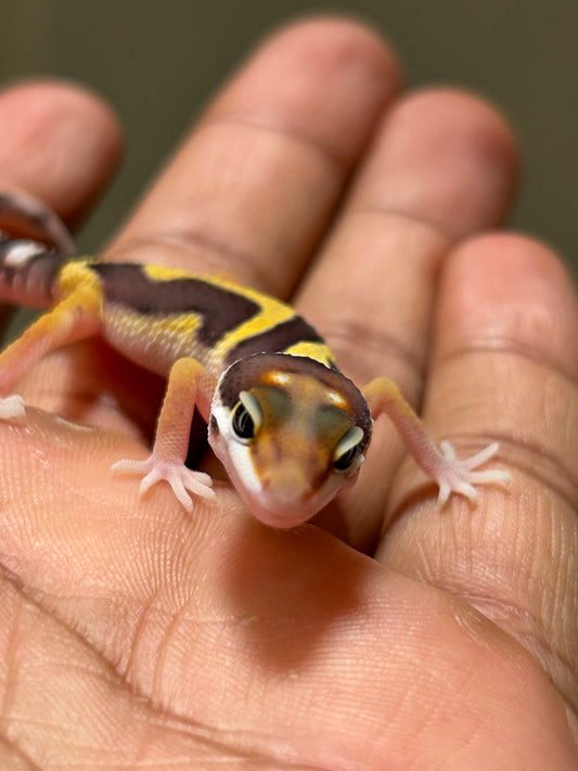Gecko leopardo Snow