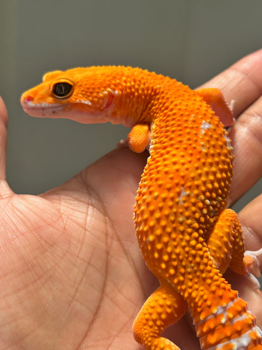 Gecko leopardo blood inferno macho